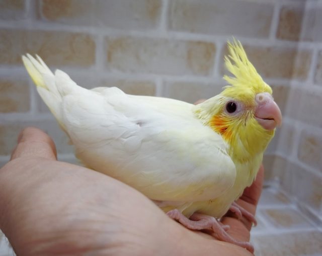 やっぱりルチノーでしょ！オカメインコ☆ルチノー 2020年10月22日