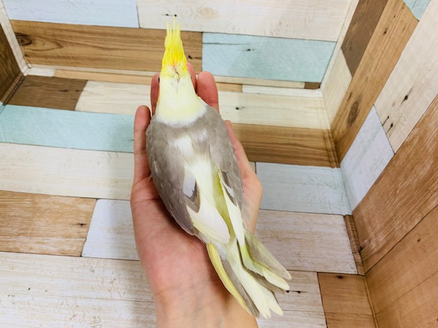 オカメインコ