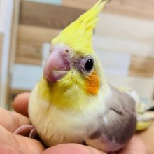 シナモンカラーがキレイ！オカメインコ(シナモンパイド)
