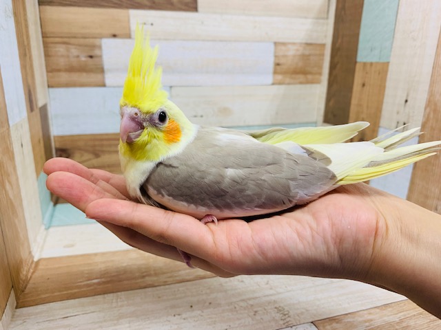 オカメインコ