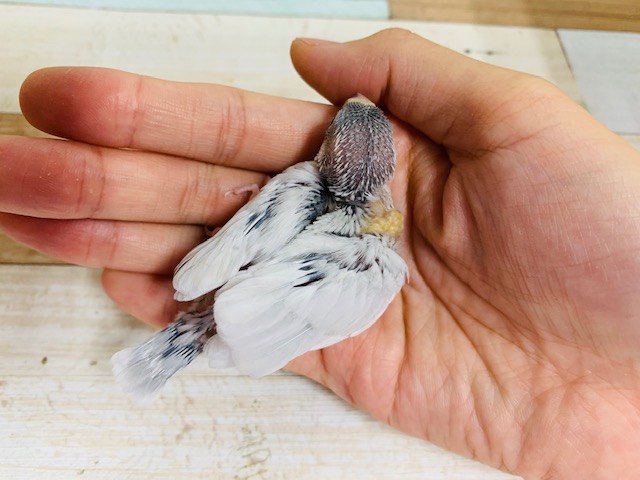 シルバー文鳥