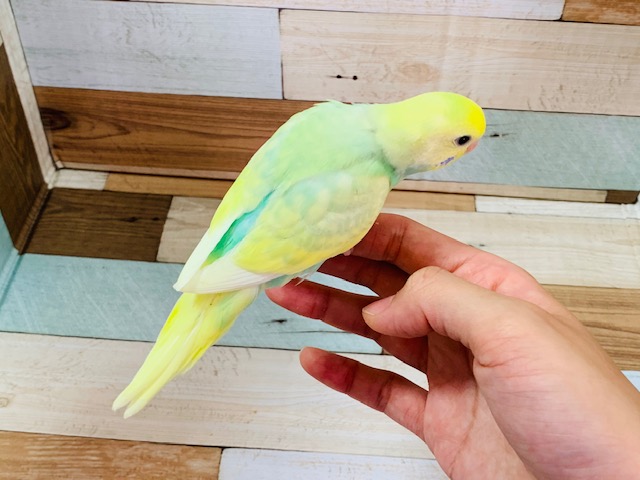 セキセイインコ