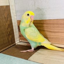 なかなかの「爽やか」さん！セキセイインコ（パステル系）～～