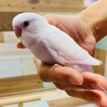 単色好きには　たまりません！！セキセイインコ（ダブルファクター）☆