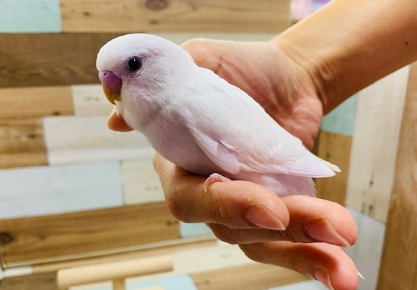 単色好きには　たまりません！！セキセイインコ（ダブルファクター）☆