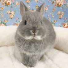 ネザーランドドワーフラビット（グレー）女の子　２０２０年８月生まれ