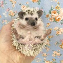 ハリネズミ（パイド）男の子　２０２０年８月生まれ