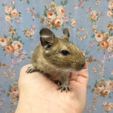 デグー（ノーマル）女の子　２０２０年８月生まれ