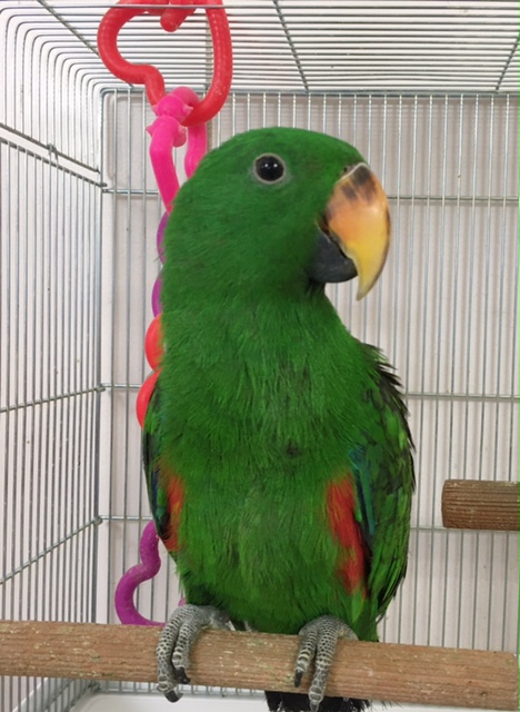 男の子はグリーンです オオハナインコ 東京からもほど近い 千葉県 神奈川県 埼玉県でオオハナインコ を販売するペットショップ