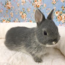 ネザーランドドワーフラビット（ブルーオター）女の子　２０２０年９月生まれ