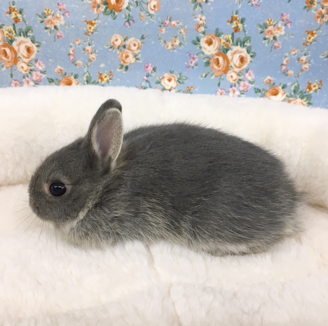 ネザーランドドワーフ