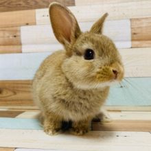 仕草がたまらなく可愛い♡ミニウサギくん♪