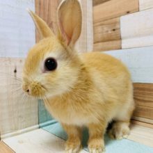 人気のカラー！ドワーフラビット(オレンジ)♪