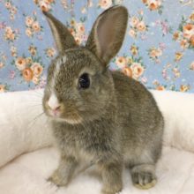 ミニウサギ　男の子　２０２０年９月生まれ