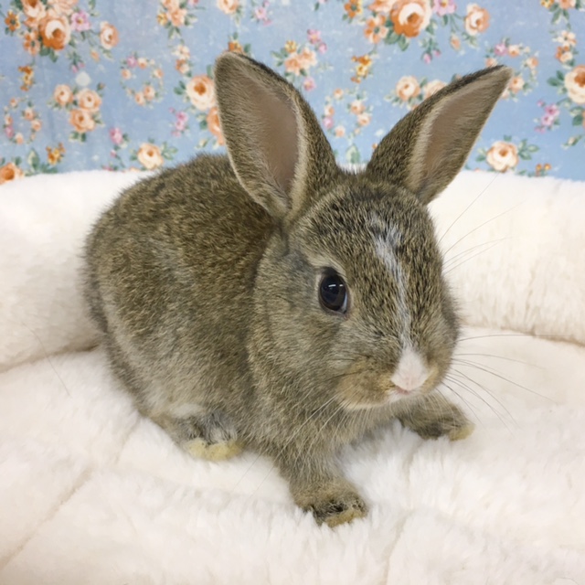 ミニウサギ