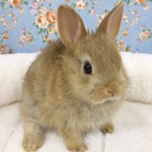 ネザーランドドワーフラビット（オレンジ？？）女の子　２０２０年９月生まれ