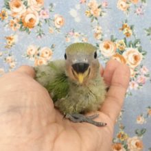 小桜インコ（ノーマル）２０２０年９月生まれ