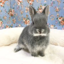 ネザーランドドワーフラビット（ブルーマーチン）女の子　２０２０年９月生まれ