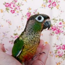 手乗り特訓中!!最新画像です！ ワキコガネインコ