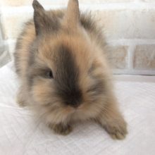 しましまライオンラビットが来ました！