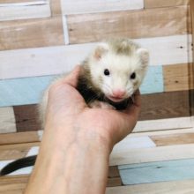 入舎！！マーシャルフェレット　シナモン