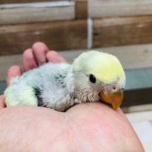 レアカラーのコザクラインコ　ブルーチェリーオパーリンパイド　ヒナ