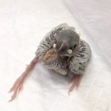 成長が楽しみ！シルバー文鳥がやって来ました！