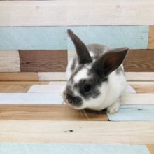 可愛いカラーのレッキス入舎しました。