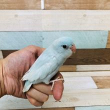 最新画像です。薄氷色がｷﾚｲです☆マメルリハインコ（アメリカンホワイト　メス）～～