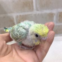 セキセイインコ（レインボー）のヒナがやって来ました！