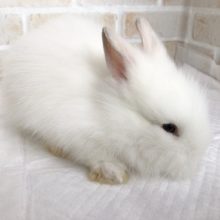 白くてふわふわ！ライオンラビット！ 2020年10月11日
