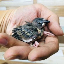 やはり人気だ！桜文鳥ヒナ入舎！！！