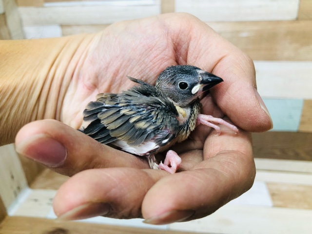 やはり人気だ！桜文鳥ヒナ入舎！！！