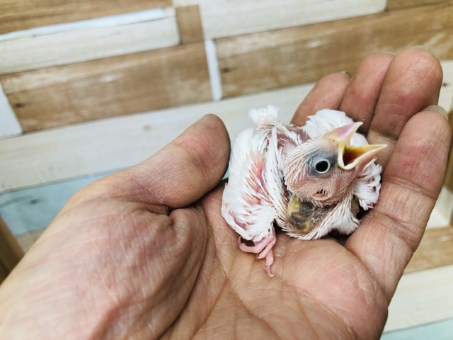 白はやっぱり1番人気だな！！白文鳥　ヒナ入舎！！