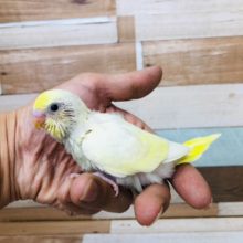 お久しブリブリのクリーム系セキセイインコ　レアカラー　ヒナ入舎！！