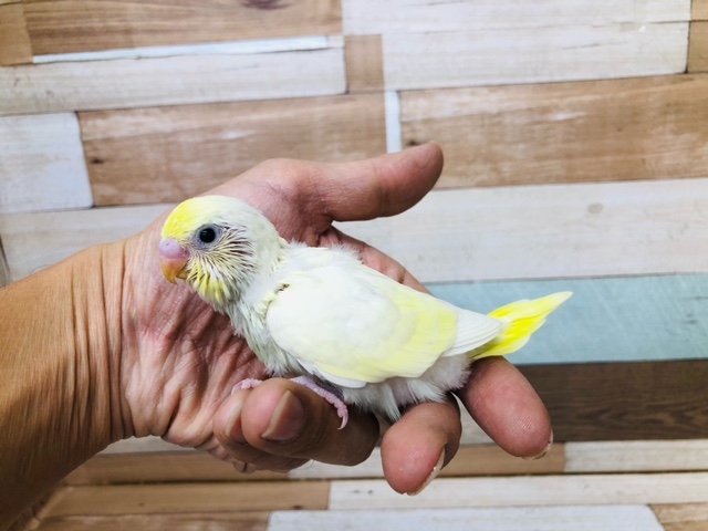 お久しブリブリのクリーム系セキセイインコ　レアカラー　ヒナ入舎！！