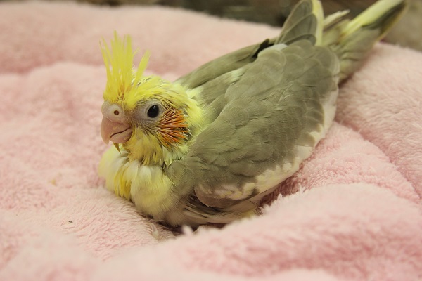 オカメインコ シナモンパイドさん ｖ 東京からもほど近い 千葉県 神奈川県 埼玉県でオカメインコ を販売するペットショップ