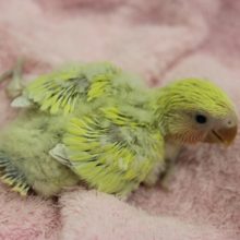 コザクラインコ（シナモン）ヒナちゃん