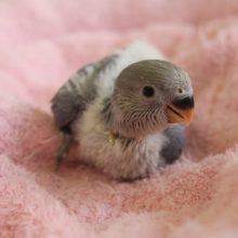 とってもキレイ☆コザクラインコ　ヒナちゃん