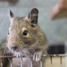 ８月下旬生まれ　デグー（アグーチ）♂