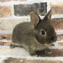 美味しそうで可愛い色♥ネザーランドドワーフ(チョコレートオター)