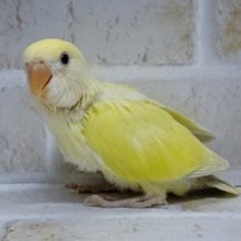 クリーミーな味わい((笑))　小桜インコ☆クリーム