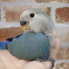 うるうるな瞳♪小桜インコ☆ブルーチェリー