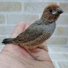 えー雛なの？？？　オオイッコウチョウ 2020年10月生まれ