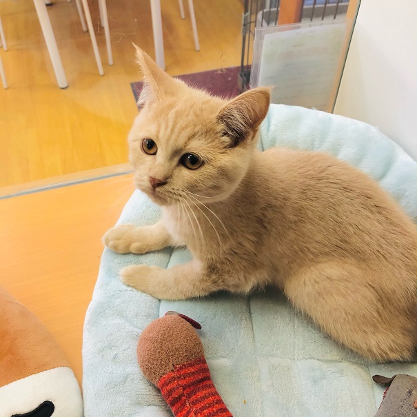 ブリティッシュショートヘア