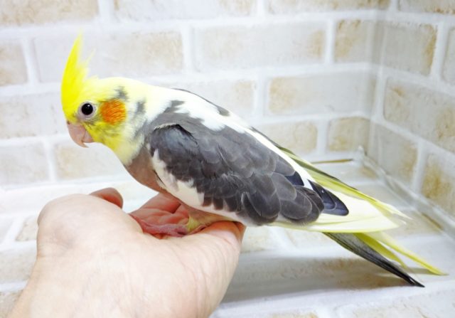 世界に1羽の色彩！オカメインコ☆パイド