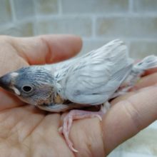 いぶし銀！シルバー文鳥