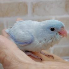 爽やかなライトブルー！マメルリハ☆アメリカンホワイト♂