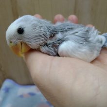 渋カッコイイ小桜インコちゃん来ました!