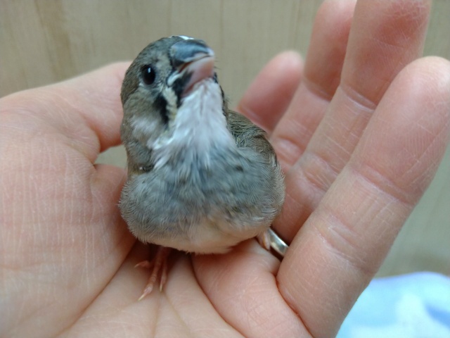 最小の手乗り鳥!?キンカ鳥のヒナ来ました!